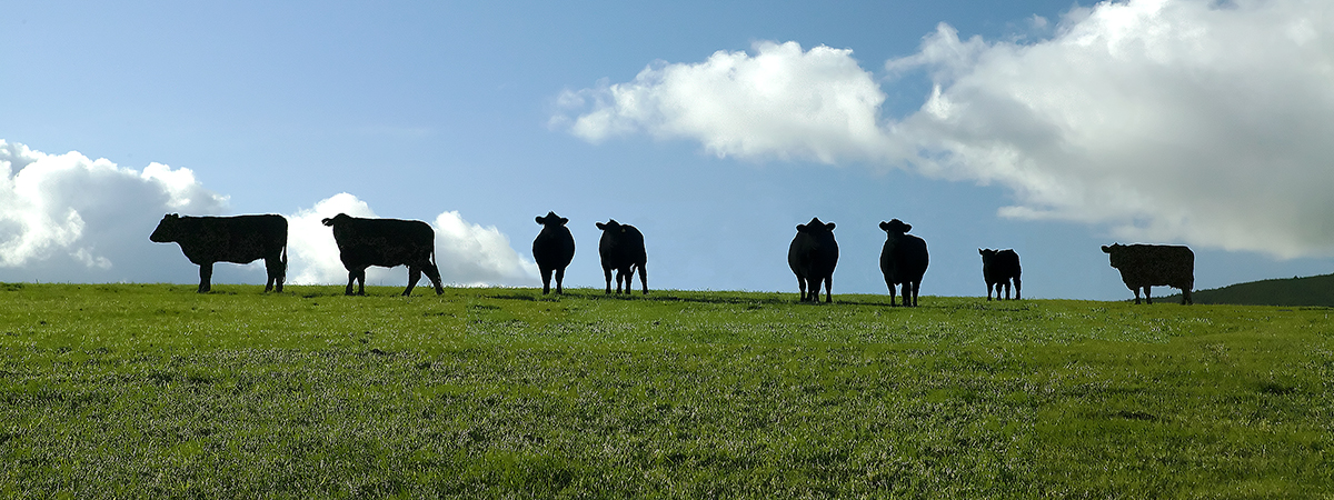 Farm tours at Deeside Activity Park